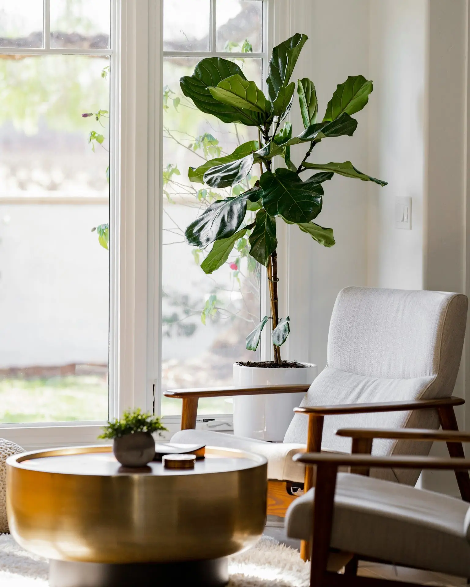 Green plant in a peaceful light-filled room