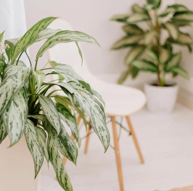 Plants in a bright and peaceful interior